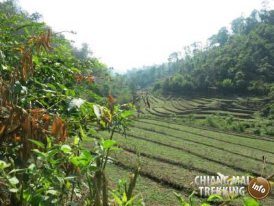 3-days/2-nights Trekking Tour | Chiang Mai Trekking | Le meilleur trekking à Chiang Mai avec Piroon Nantaya